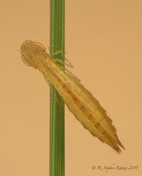 Coryphaeschna ingens, nymph